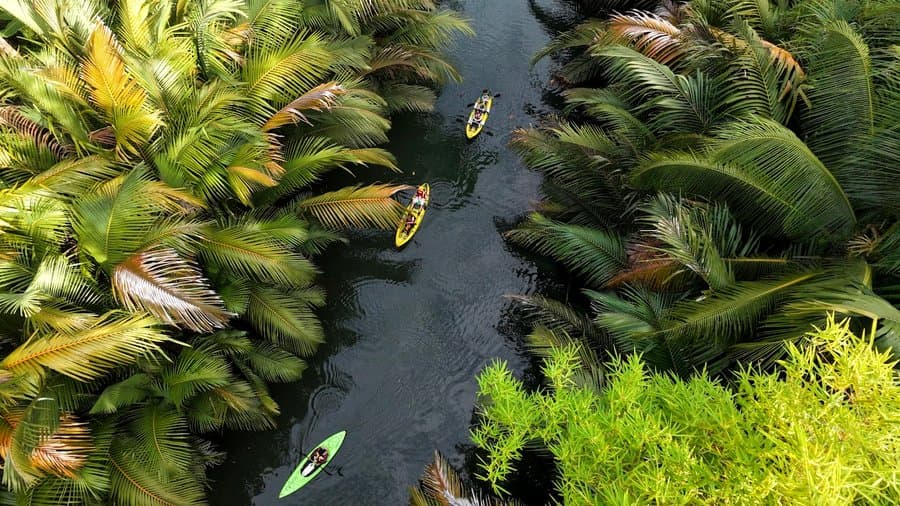 Aerial view of kayakers paddling through a lush palm-lined river channel