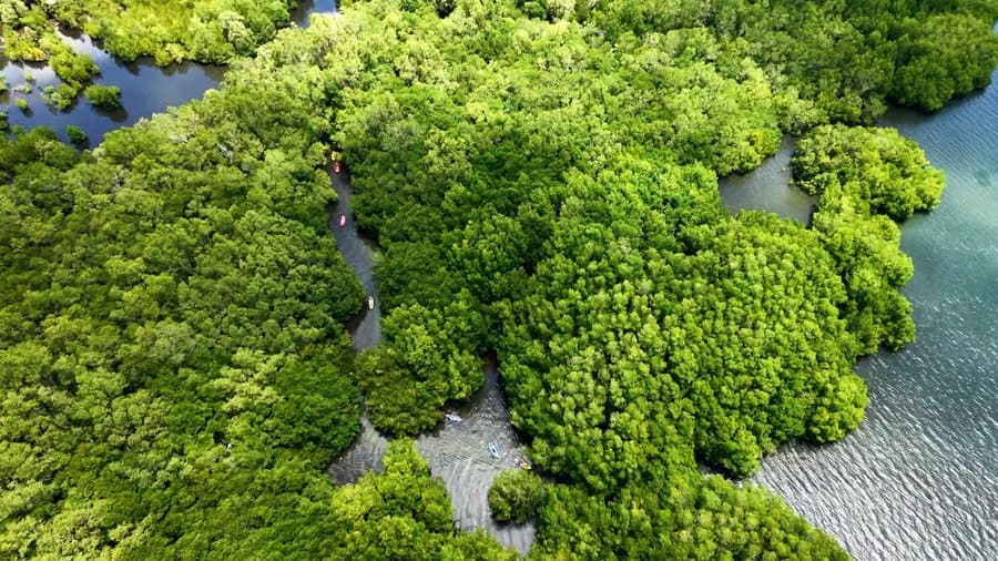 Aerial view of a vast mangrove forest with kayakers weaving through the channels